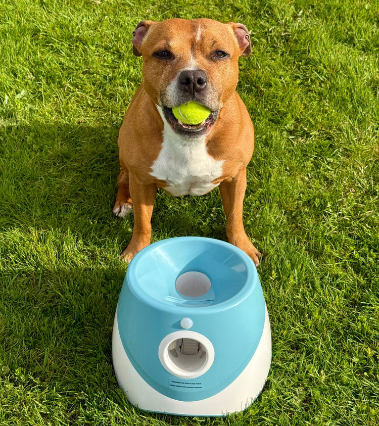 Favoritter - GodHund