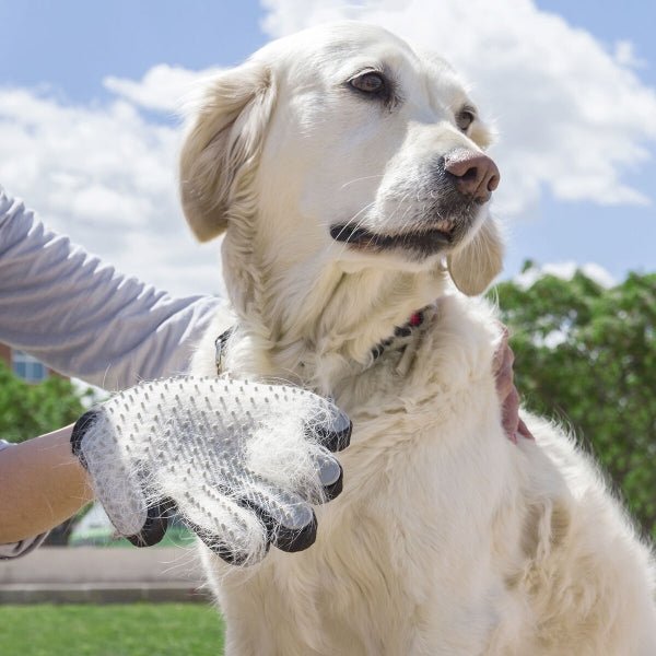 Sommersalget 2026 - GodHund