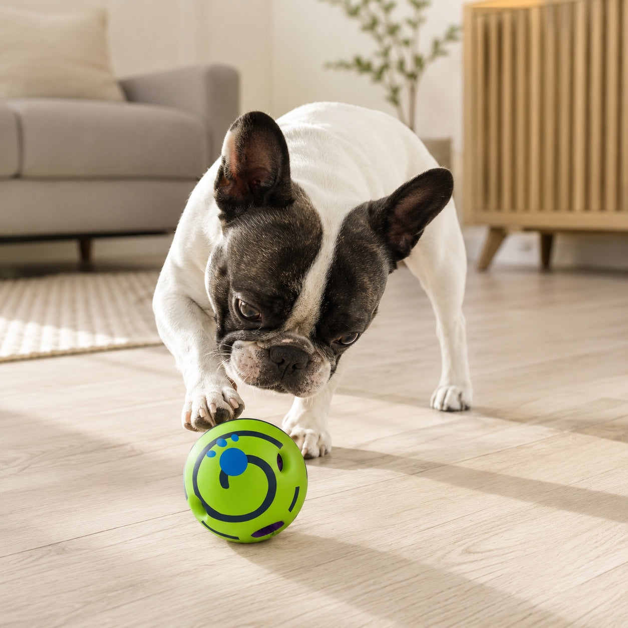 Hund som leker med grønn aktivitet- og lydball