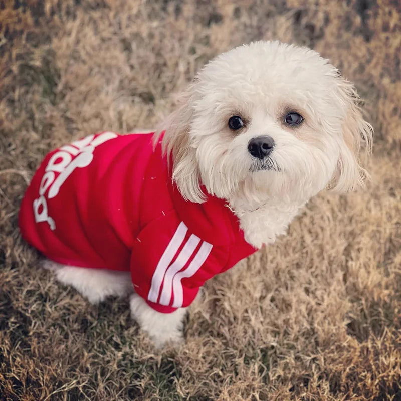 Varmende hettegenser for hund