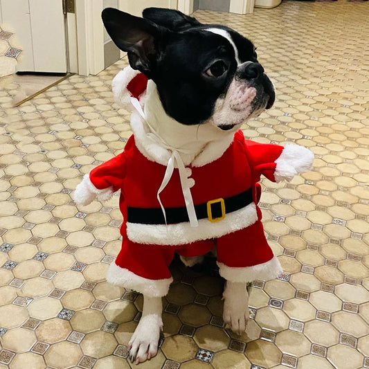 Liten hund med julekostyme