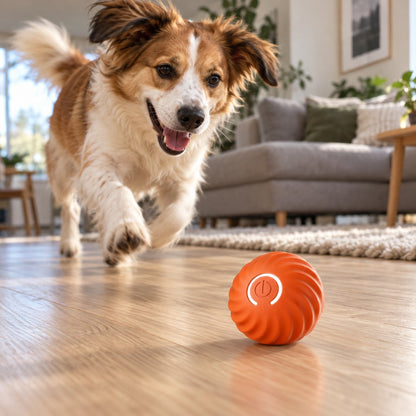 Hund løper etter den oransje selvrullende lekeballen over stuegulvet