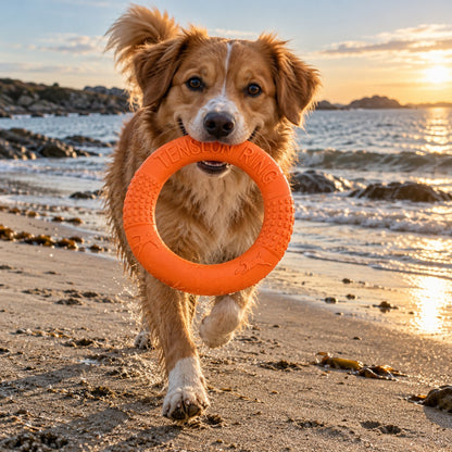 Hund bærer den oransje treningsringen på stranden