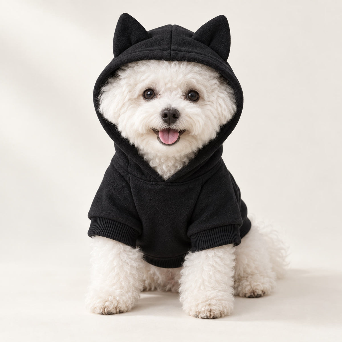 Liten hvit bichon frise med sort hettegenser på, ren studiobakgrunn