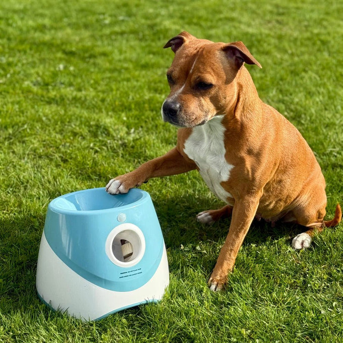 Funzie™ – Automatisk bollkastare för hund