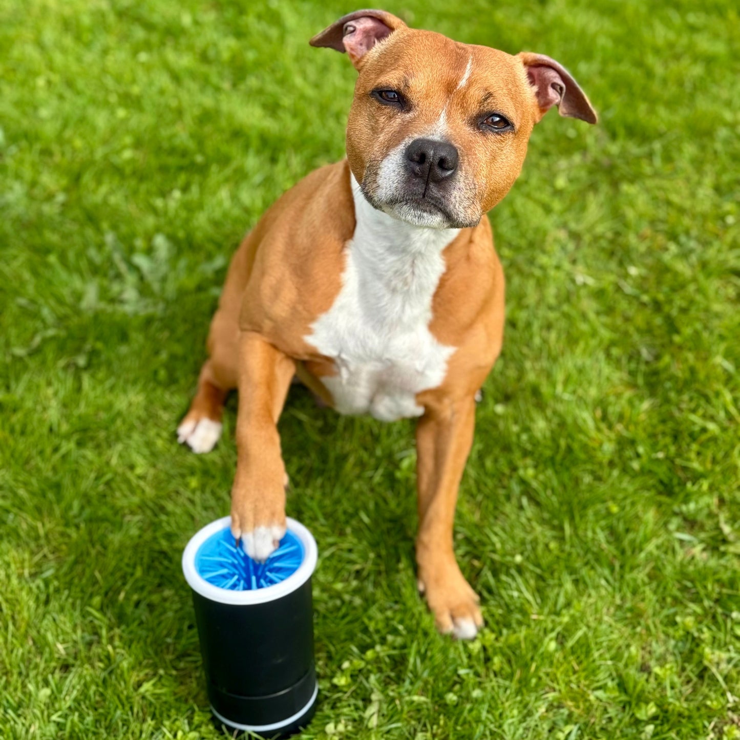 PawSwirl™ - Automaattinen ja tehokas tassupesuri